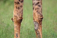 Red-billed Oxpecker